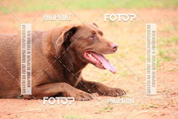 Acquista le foto dell'eventoKaluan� Trail e Canicross - Irisphoto in Fotop