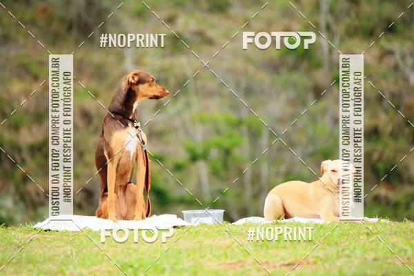 Buy your photos of the eventKaluan� Trail e Canicross - Irisphoto on Fotop