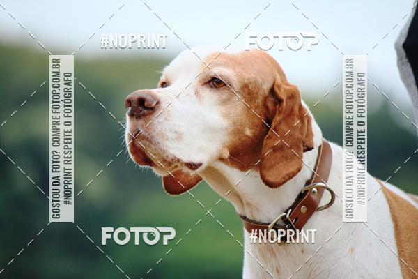 Buy your photos of the eventKaluan� Trail e Canicross - Irisphoto on Fotop