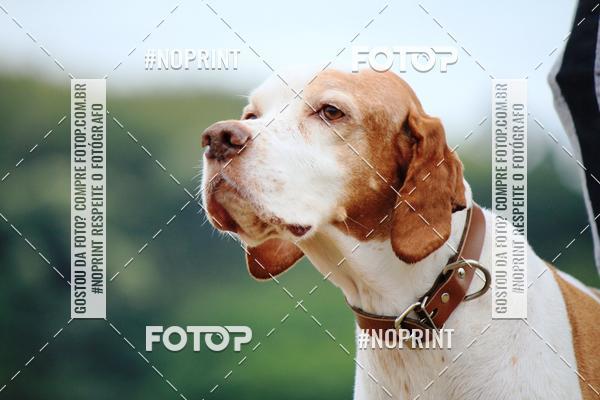 Buy your photos of the eventKaluan� Trail e Canicross - Irisphoto on Fotop