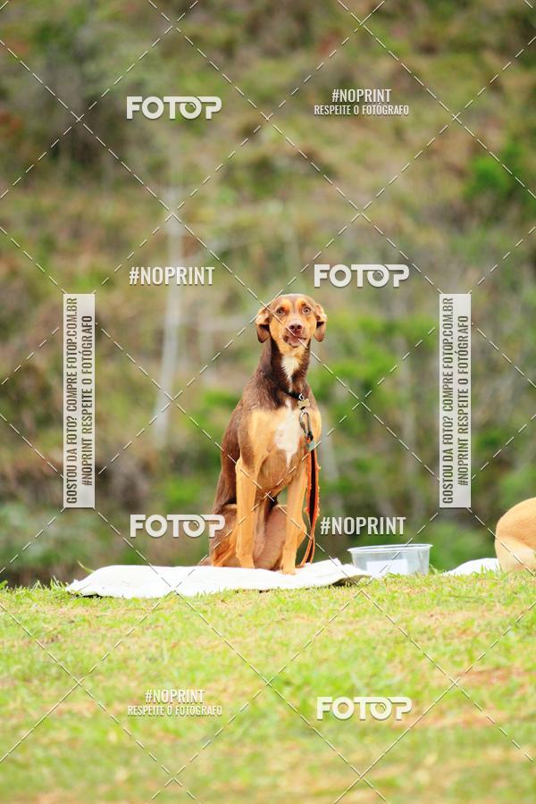 Buy your photos of the eventKaluan� Trail e Canicross - Irisphoto on Fotop