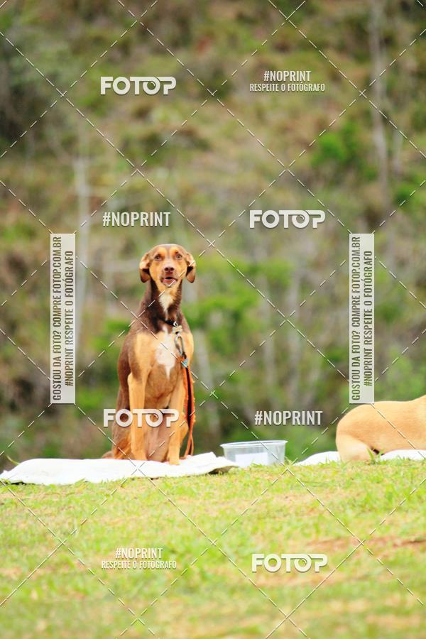 Buy your photos of the eventKaluan� Trail e Canicross - Irisphoto on Fotop