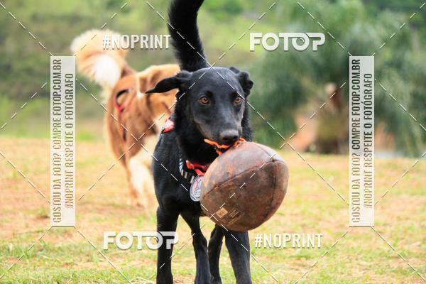 Buy your photos of the eventKaluan� Trail e Canicross - Irisphoto on Fotop