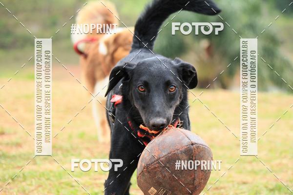 Buy your photos of the eventKaluan� Trail e Canicross - Irisphoto on Fotop