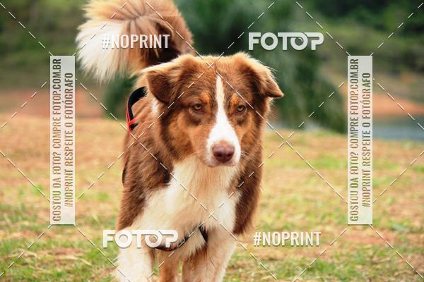 Buy your photos of the eventKaluan� Trail e Canicross - Irisphoto on Fotop