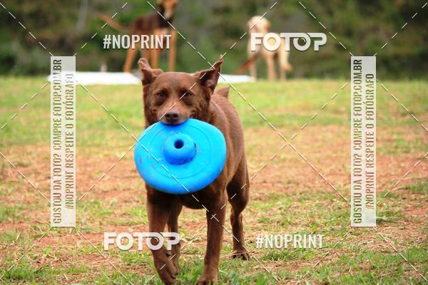 Buy your photos of the eventKaluan� Trail e Canicross - Irisphoto on Fotop