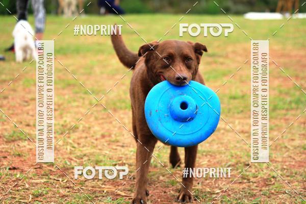 Buy your photos of the eventKaluan� Trail e Canicross - Irisphoto on Fotop