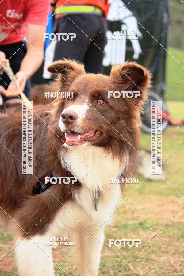 Buy your photos of the eventKaluan� Trail e Canicross - Irisphoto on Fotop