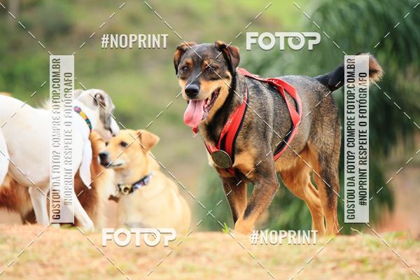 Buy your photos of the eventKaluan� Trail e Canicross - Irisphoto on Fotop