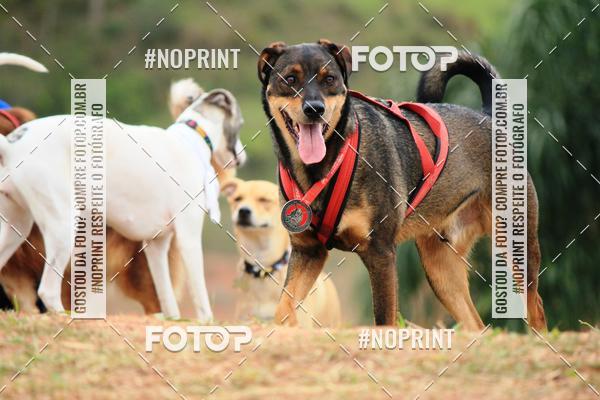 Buy your photos of the eventKaluan� Trail e Canicross - Irisphoto on Fotop