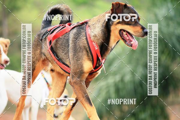 Buy your photos of the eventKaluan� Trail e Canicross - Irisphoto on Fotop