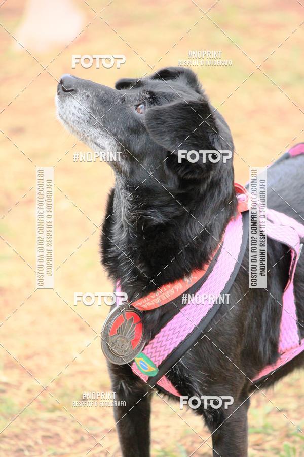 Buy your photos of the eventKaluan� Trail e Canicross - Irisphoto on Fotop