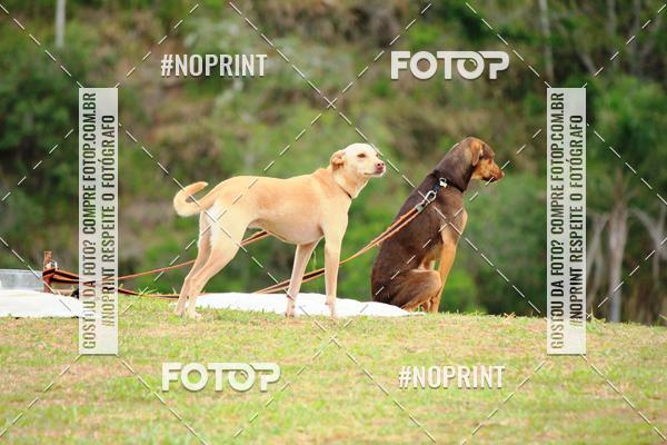 Buy your photos of the eventKaluan� Trail e Canicross - Irisphoto on Fotop