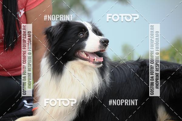 Buy your photos of the eventKaluan� Trail e Canicross - Irisphoto on Fotop