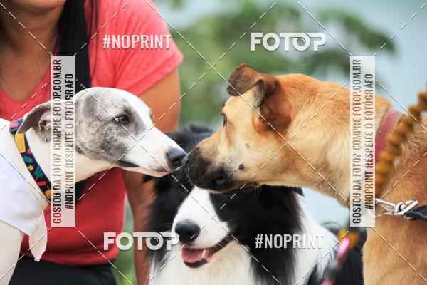 Buy your photos of the eventKaluan� Trail e Canicross - Irisphoto on Fotop