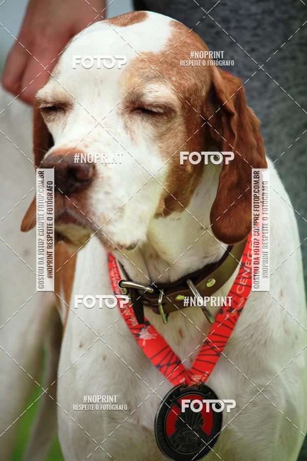 Buy your photos of the eventKaluan� Trail e Canicross - Irisphoto on Fotop