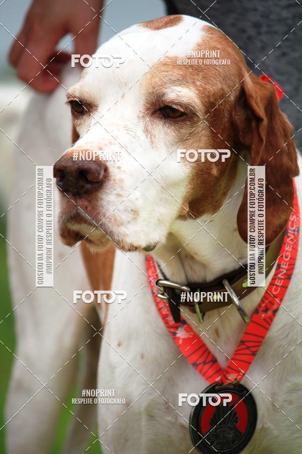 Buy your photos of the eventKaluan� Trail e Canicross - Irisphoto on Fotop