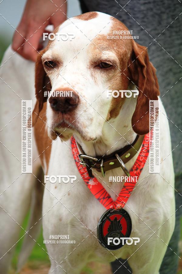 Buy your photos of the eventKaluan� Trail e Canicross - Irisphoto on Fotop