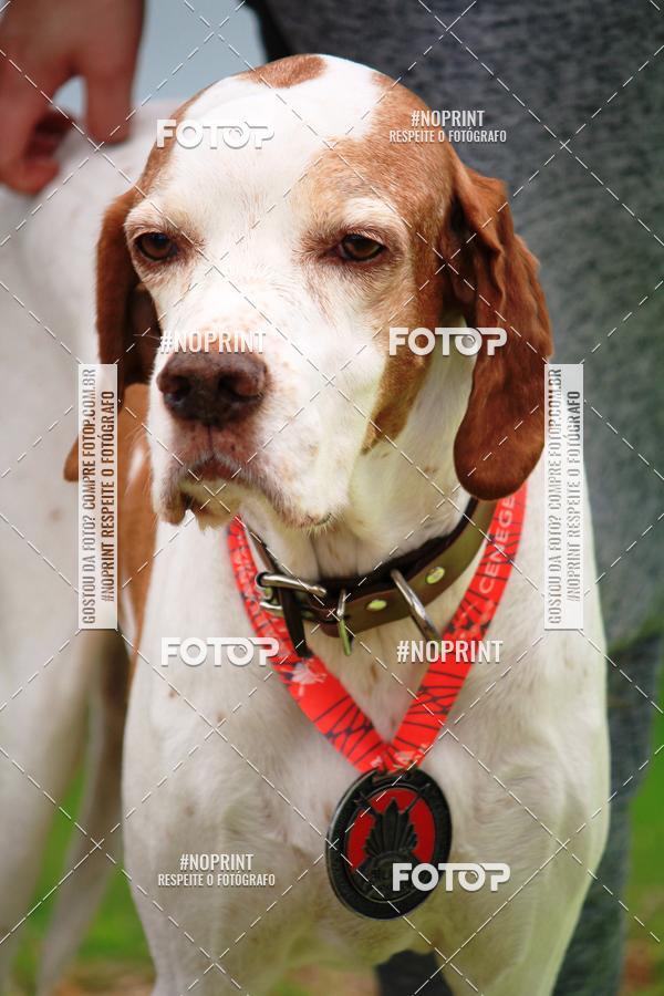 Buy your photos of the eventKaluan� Trail e Canicross - Irisphoto on Fotop