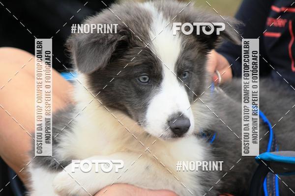 Buy your photos of the eventKaluan� Trail e Canicross - Irisphoto on Fotop