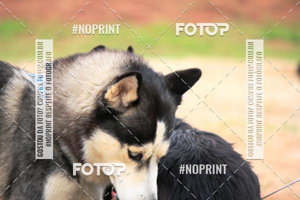 Buy your photos of the eventKaluan� Trail e Canicross - Irisphoto on Fotop