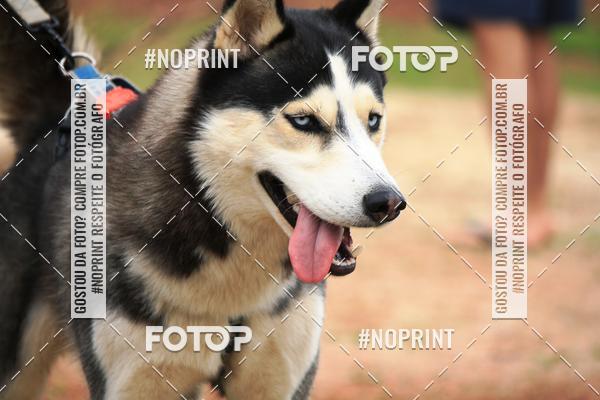 Buy your photos of the eventKaluan� Trail e Canicross - Irisphoto on Fotop