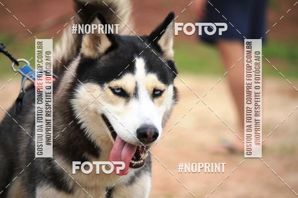 Buy your photos of the eventKaluan� Trail e Canicross - Irisphoto on Fotop