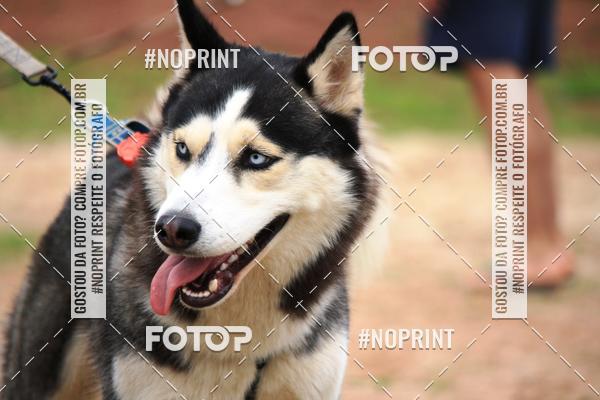 Buy your photos of the eventKaluan� Trail e Canicross - Irisphoto on Fotop