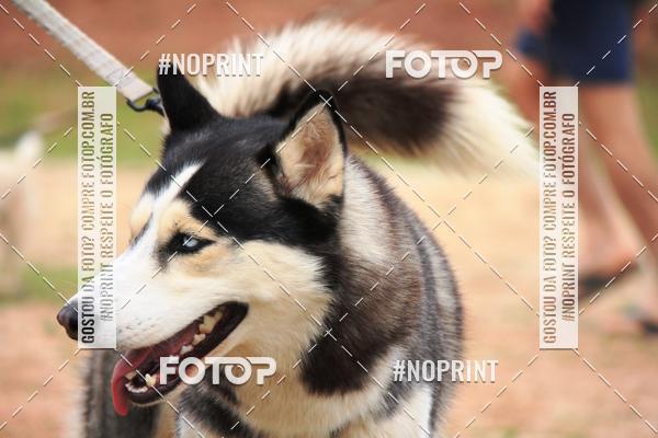 Buy your photos of the eventKaluan� Trail e Canicross - Irisphoto on Fotop