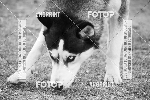 Buy your photos of the eventKaluan� Trail e Canicross - Irisphoto on Fotop