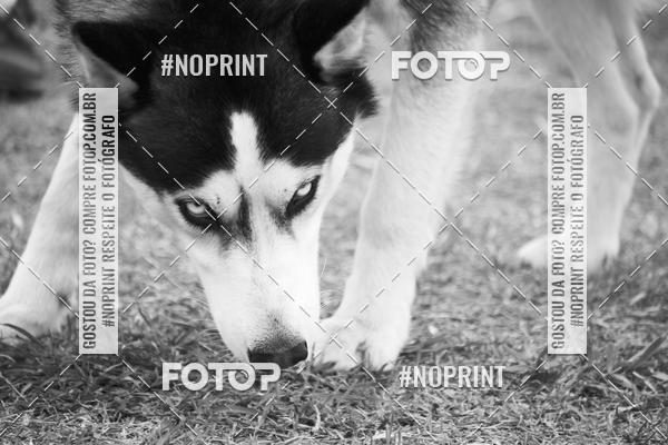 Buy your photos of the eventKaluan� Trail e Canicross - Irisphoto on Fotop