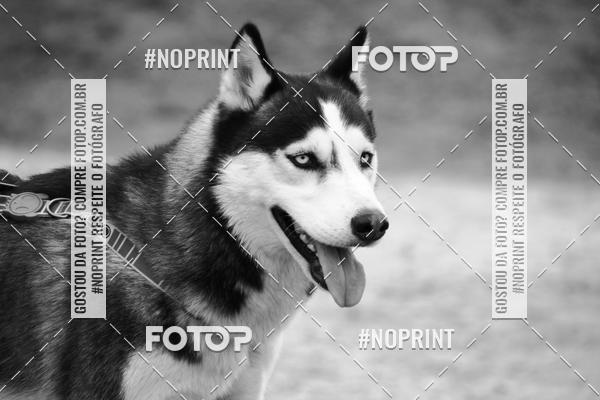 Buy your photos of the eventKaluan� Trail e Canicross - Irisphoto on Fotop