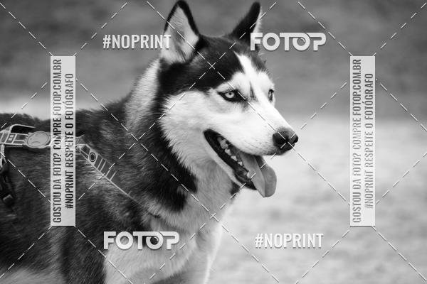 Buy your photos of the eventKaluan� Trail e Canicross - Irisphoto on Fotop