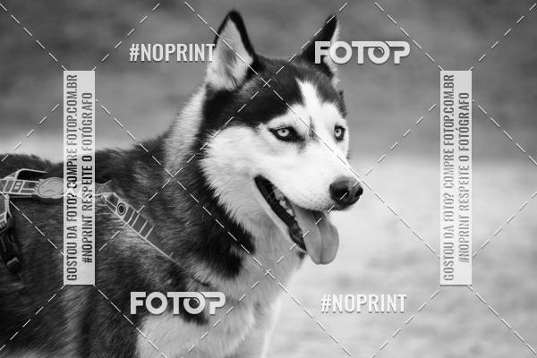 Buy your photos of the eventKaluan� Trail e Canicross - Irisphoto on Fotop