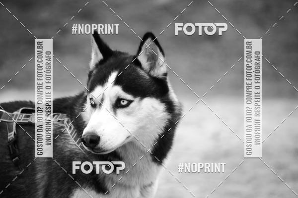 Buy your photos of the eventKaluan� Trail e Canicross - Irisphoto on Fotop