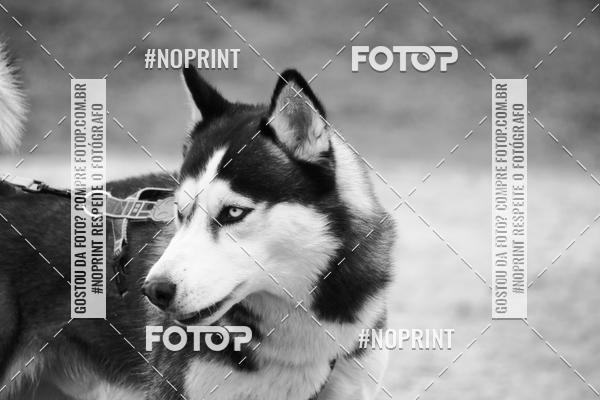 Buy your photos of the eventKaluan� Trail e Canicross - Irisphoto on Fotop