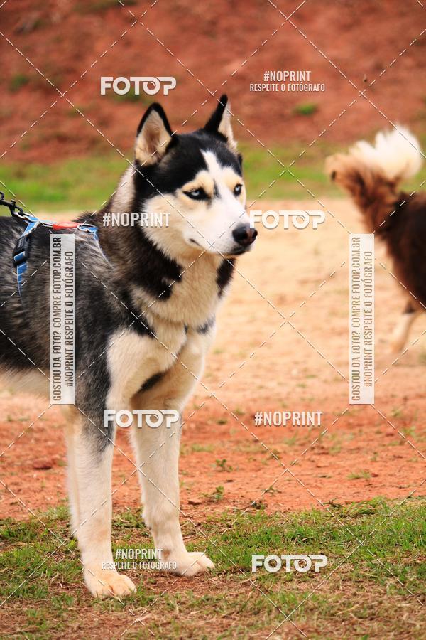 Buy your photos of the eventKaluan� Trail e Canicross - Irisphoto on Fotop