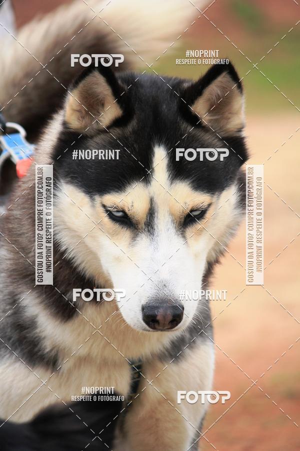 Buy your photos of the eventKaluan� Trail e Canicross - Irisphoto on Fotop