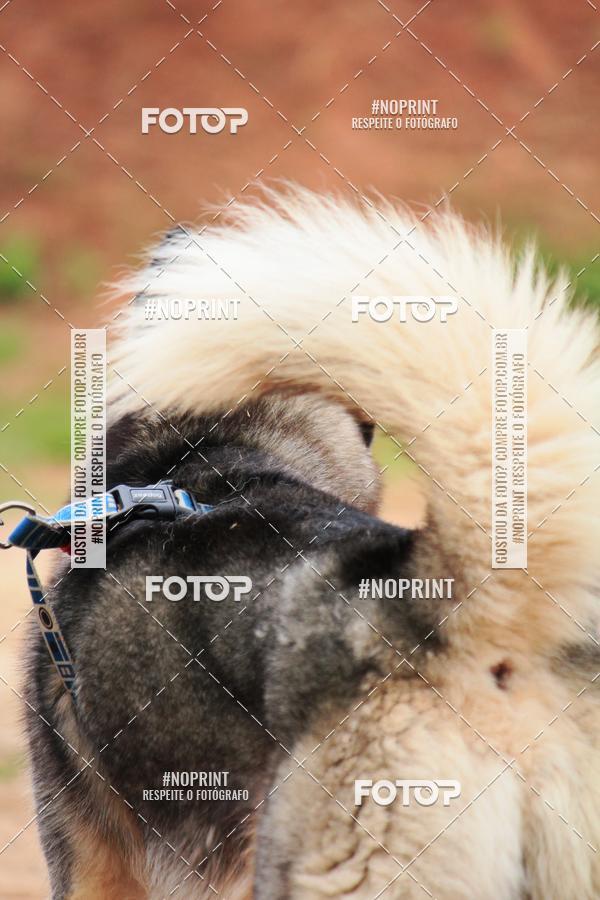 Buy your photos of the eventKaluan� Trail e Canicross - Irisphoto on Fotop