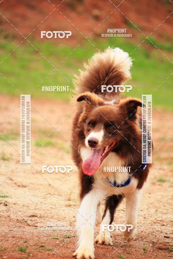 Buy your photos of the eventKaluan� Trail e Canicross - Irisphoto on Fotop