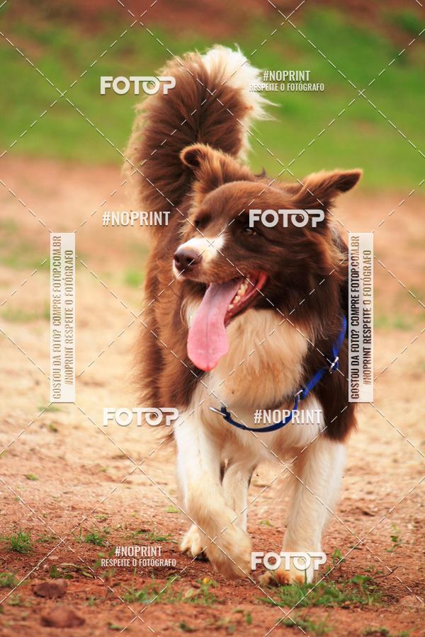 Buy your photos of the eventKaluan� Trail e Canicross - Irisphoto on Fotop