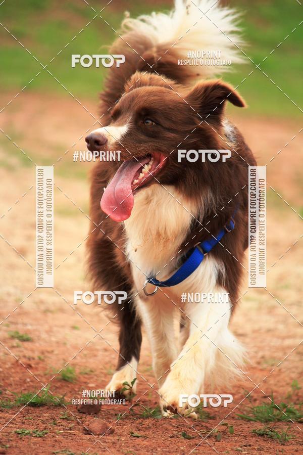 Buy your photos of the eventKaluan� Trail e Canicross - Irisphoto on Fotop