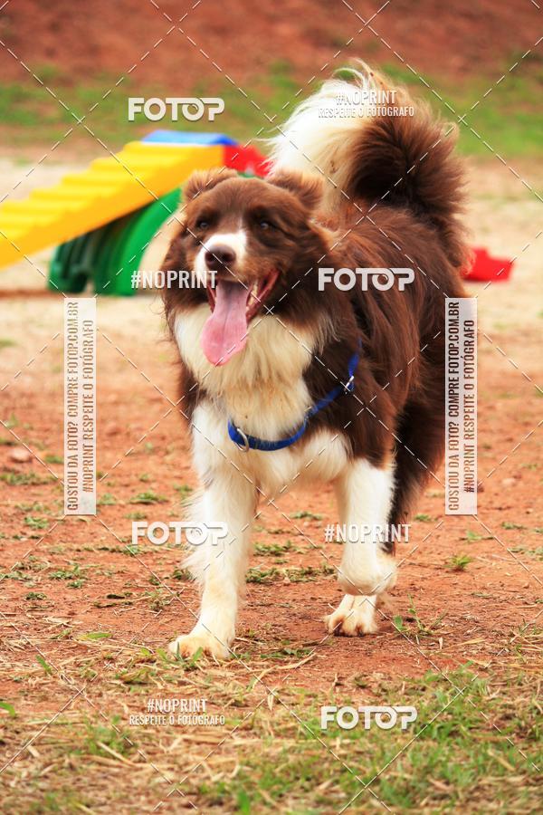 Buy your photos of the eventKaluan� Trail e Canicross - Irisphoto on Fotop