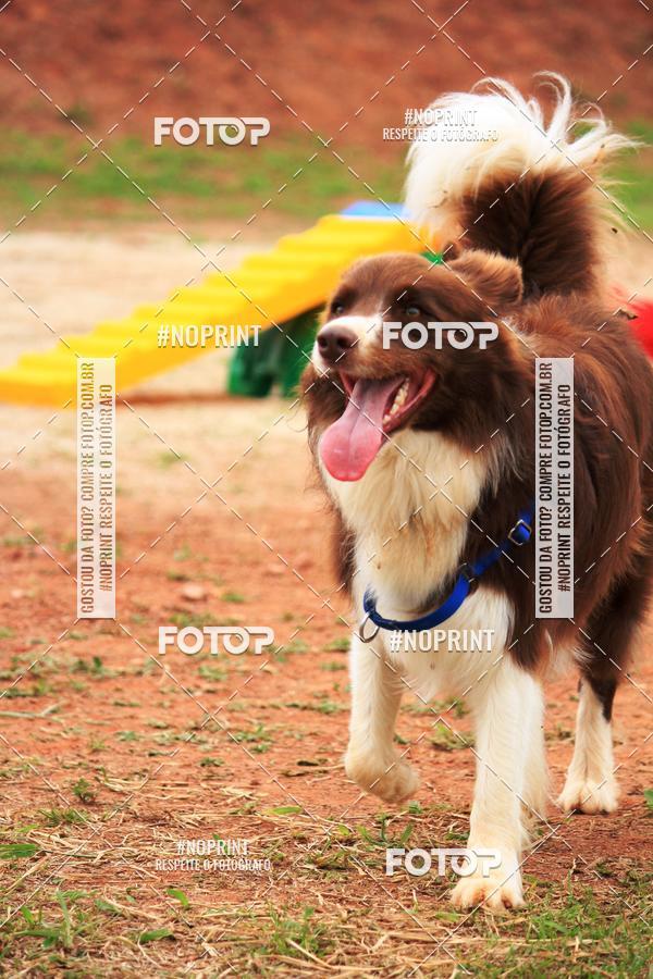 Buy your photos of the eventKaluan� Trail e Canicross - Irisphoto on Fotop