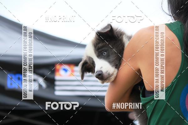 Buy your photos of the eventKaluan� Trail e Canicross - Irisphoto on Fotop