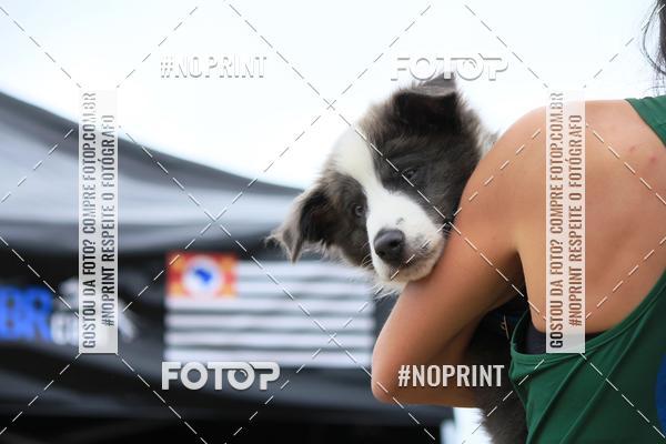 Buy your photos of the eventKaluan� Trail e Canicross - Irisphoto on Fotop