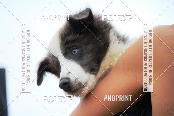 Buy your photos of the eventKaluan� Trail e Canicross - Irisphoto on Fotop