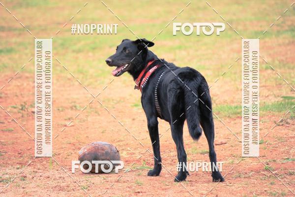 Buy your photos of the eventKaluan� Trail e Canicross - Irisphoto on Fotop