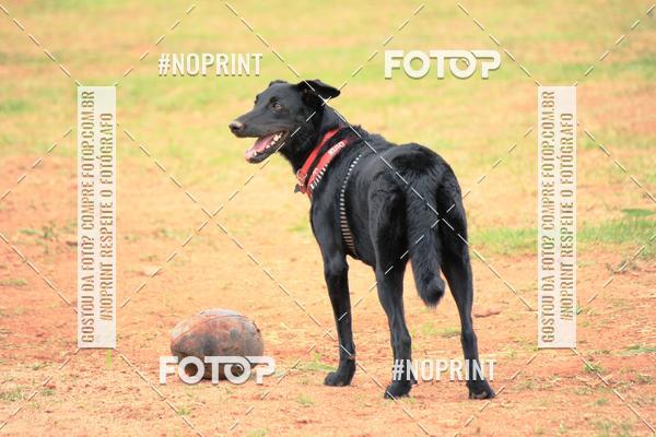 Buy your photos of the eventKaluan� Trail e Canicross - Irisphoto on Fotop