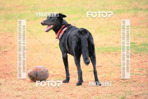 Buy your photos of the eventKaluan� Trail e Canicross - Irisphoto on Fotop